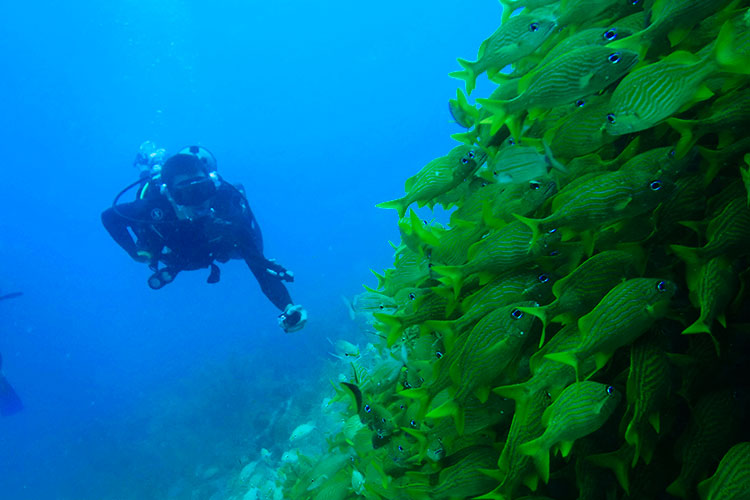 Skin Diver buceo